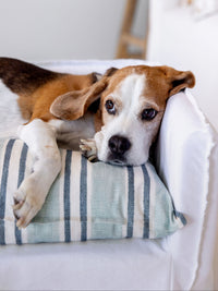 Dog Bed