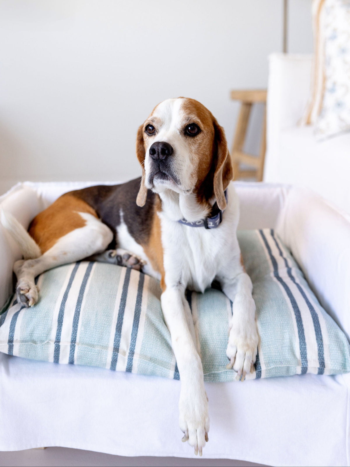 Dog Bed