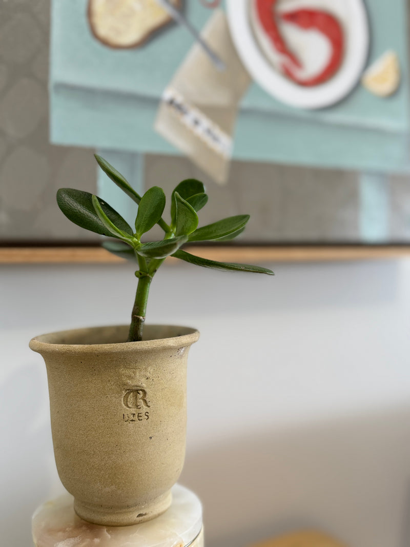 Potted plant on a white surface with a blurred background